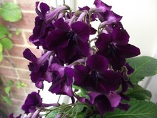 Streptocarpus lord fauntleroy for sale  MAIDENHEAD