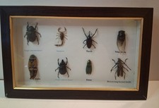 Framed taxidermy bugs for sale  SOUTHEND-ON-SEA