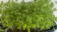 Mostarda Oriental Wasabi 1000+ Sementes Brotando MICROVERDES/Plantas Cultivadas Completas comprar usado Mostarda Oriental Wasabi 1000+ Sementes Brotando MICROVERDES/Plantas Cultivadas Completas comprar usado  Enviando para Brazil