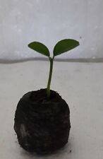 Satsuma mandarin citrus for sale  PRESTON