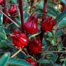 Roselle red sorrel for sale  Marrero