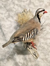 Handsome chukar partridge for sale  Fairbanks