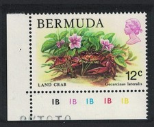 Bermuda land crab for sale  UK