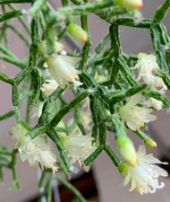 Rhipsalis cereuscula coral for sale  Jacksonville
