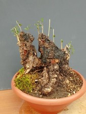 Bonsai olivastro 25x32 usato  Pagani