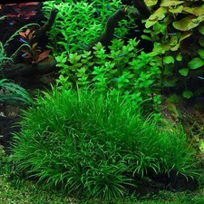 Blyxa japonica plant for sale  Stockton