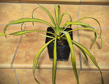Yucca recurvifolia margaritavi gebraucht kaufen  Ludwigshafen am Rhein