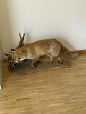 Tierpräparat fuchs ausgestopf gebraucht kaufen  Freiburg im Breisgau