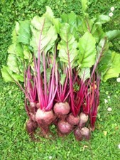 Beetroot plug ready for sale  CAMBORNE