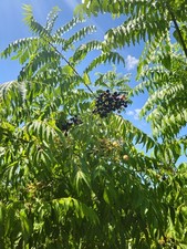 Curry leaves seed for sale  Jacksonville