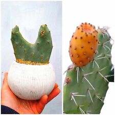 Opuntia prickly pear for sale  LIVERPOOL