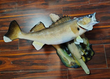 Taxidermy walleye mounted for sale  Scott City