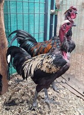 easter egger for sale easter egger for sale Rocky Mount