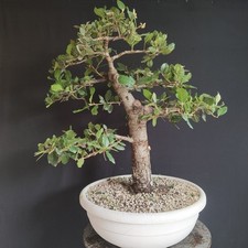 Bonsai esemplare leccio usato  San Pancrazio Salentino