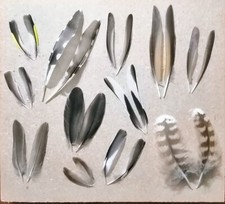 Selection matching feather for sale  HALESOWEN