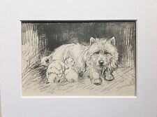 Westie terrier puppies for sale  NORWICH