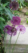 Zierlauch allium giganteum gebraucht kaufen  Viersen