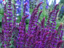 Salvia nemorosa violet for sale  SALISBURY