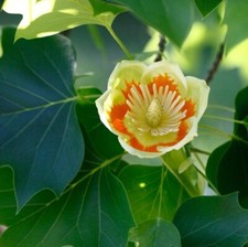 Live tulip tree for sale  Kennett Square