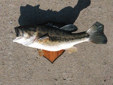 fish taxidermy for sale  Russell Springs