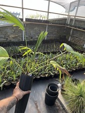 Livistonia chinensis tall for sale  Clarksville