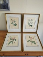 Vintage botanical prints for sale  MONMOUTH