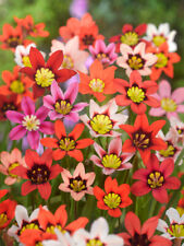 Sparaxis mix flower for sale  CRAWLEY