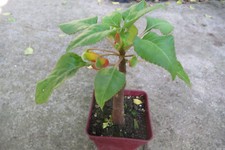 720 impatiens niamniamensis d'occasion  Maintenon