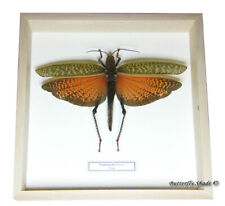 REAL MOUNTED FRAMED INSECT - Tropidacris dux - GIANT GRASSHOPPER na sprzedaż  PL