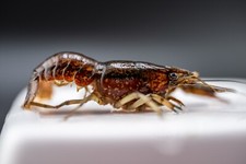 Live marble crayfish for sale  Palm Beach Gardens
