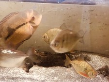 4ft juwel fish tank for sale 4ft juwel fish tank for sale CHESSINGTON