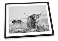Highland cow black for sale  UK