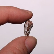Tyrannosaurus rex tooth for sale  Scottsdale