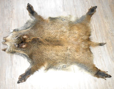 Wildschweinfelle drittes gebraucht kaufen  Bach