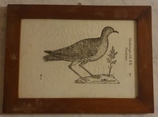 Xilografia originale 1599 usato  Montafia