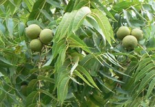 Black walnut trees for sale  King George