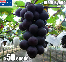 Usado, 50 sementes de uva gigante Kyoho sementes de planta de videira doce japonesa herança rara UA comprar usado  Enviando para Brazil