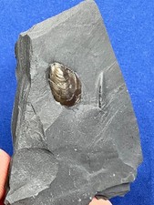 Jurassic bivalve pseudomytiloi usato  Spedire a Italy