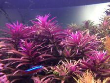 Stems aromatica live for sale  Stockton