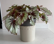 House plant begonia for sale  LIVERPOOL