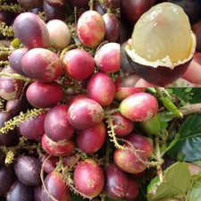 Semillas de Matoa Roja (Pometia pinnata) y Fitosanitarias Gratis segunda mano  Embacar hacia Mexico