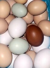 Uova amrock australorp usato  Crotone