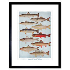 Science fish salmon for sale  EDINBURGH