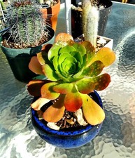 Cool aeonium arboreum for sale  Van Nuys
