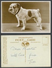 Bulldog british bull for sale  UK