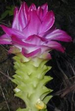 Curcuma elata hidden for sale  Breaux Bridge