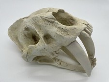 Authentic replica sabertooth for sale  Marblemount