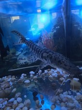 Plus tiger shovelnose for sale  Bronx
