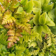 Fern plant mix for sale  UK