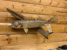 Real skin mount for sale  Wrenshall